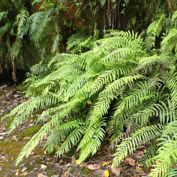 Blechnum novae-zelandiae - Helecho