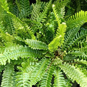 Blechnum spicant - Helecho