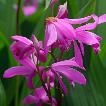 Bletilla Gabby - Orchidée jacinthe