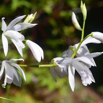 Bletilla striata Alba Variegata