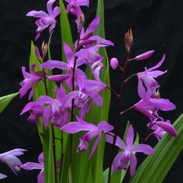 Bletilla striata Marcel Clapdrop