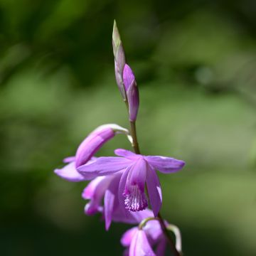 Bletilla striata