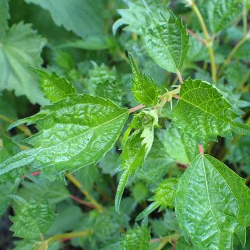 Boehmeria spicata - Ramio