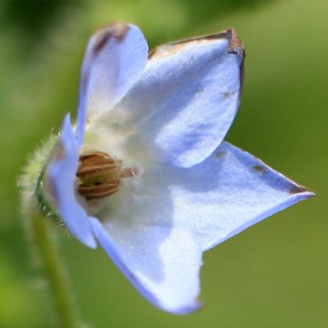 Borraja - Borago pygmaea