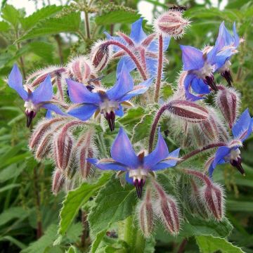 Borraja - Borago officinalis