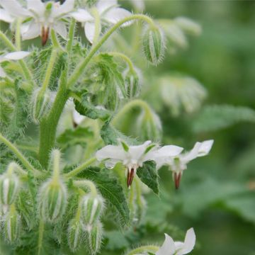 Borraja Alba - Borago officinalis