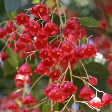 Brachychiton acerifolius - Árbol de fuego