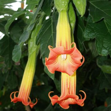 Brugmansia sanguinea - Trompetero rojo