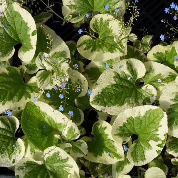 Brunnera macrophylla Dawson s White