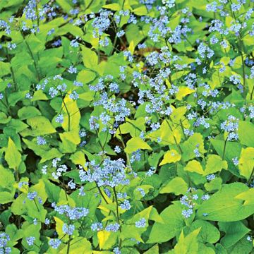 Brunnera macrophylla Diane's Gold