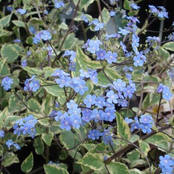 Brunnera macrophylla Hadspen cream