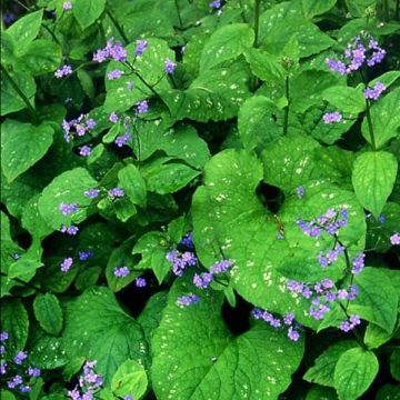 Brunnera macrophylla Langtrees