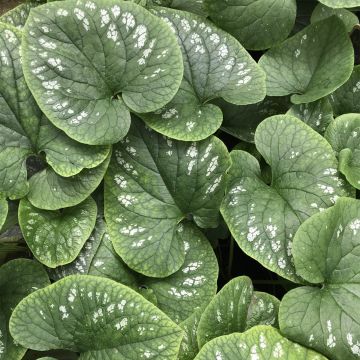 Brunnera macrophylla White Zebra