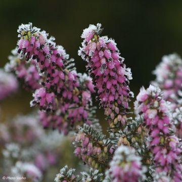 Erica darleyensis Winter Belles Lucie - Brezo rosado