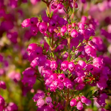 Erica cinerea C.D. Eason - Brezo ceniciento