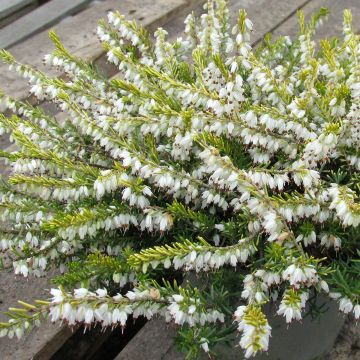 Erica darleyensis Golden Perfect - Brezo rosado