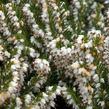 Erica darleyensis Silberschmelze - Brezo rosado