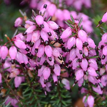 Erica darleyensis Winter Belles Tylou - Brezo rosado