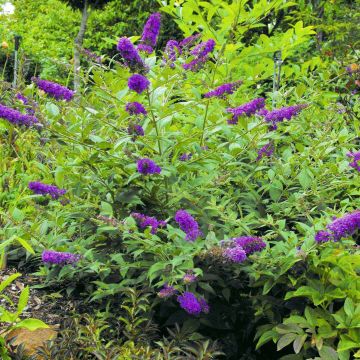 Buddleja Blue Chip