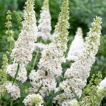 Buddleia davidii Butterfly Tower White