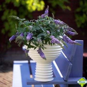 Buddleja davidii Lilac Chip