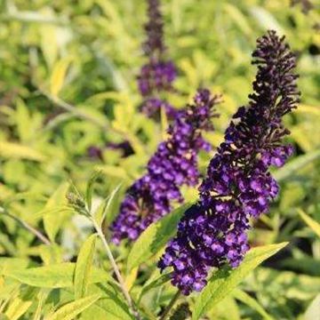 Buddleia Magda's Gold Knight