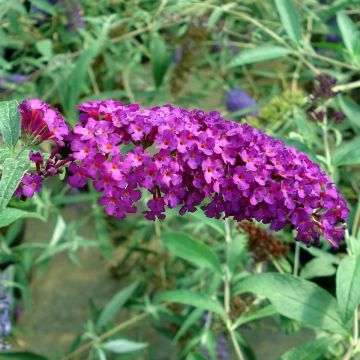 Buddleja davidii Royal Red