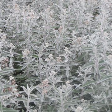 Buddleja Silver Anniversary