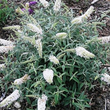 Buddleja davidii White Ball