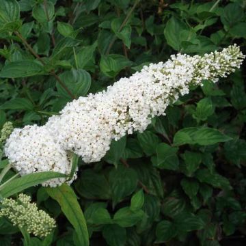 Buddleja davidii White Profusion