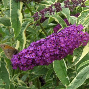 Buddleja davidii Harlequin