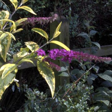 Buddleja davidii Masquerade