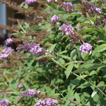 Buddleja davidii Nanho Purple