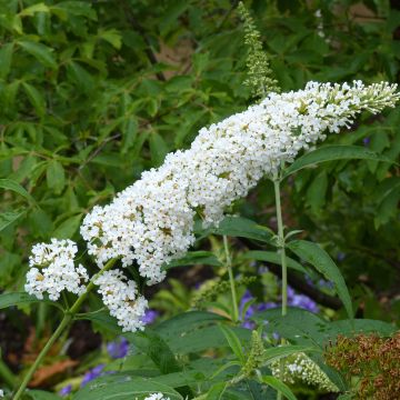 Buddleja davidii Rêve de Papillon Blanc