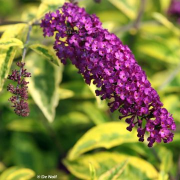 Buddleja davidii Santana