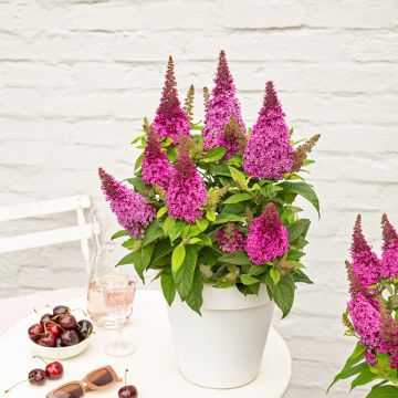 Buddleja davidii Butterfly Candy® Little Cerise - Arbusto de las mariposas