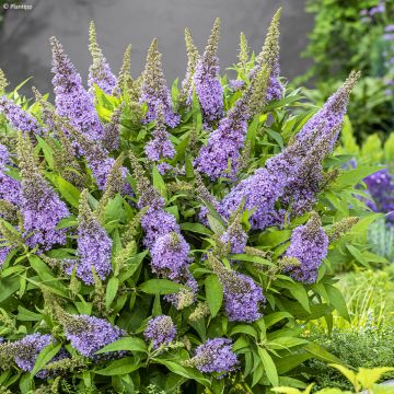 Buddleja davidii Butterfly Candy Little Lila