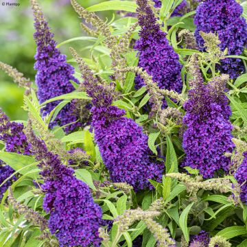 Buddleja davidii Butterfly Candy Little Purple