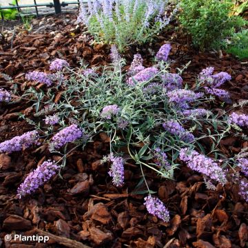 Buddleja davidii Free Petite Lavender Flow