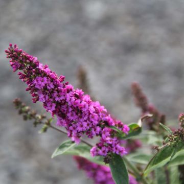 Buddleja davidii Pink Micro Chip