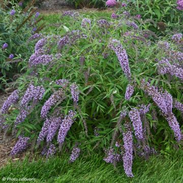 Buddleja davidii Wisteria Lane