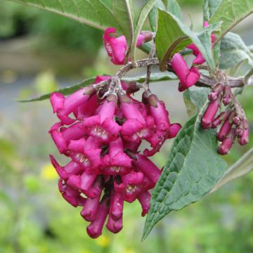 Buddleja colvilei