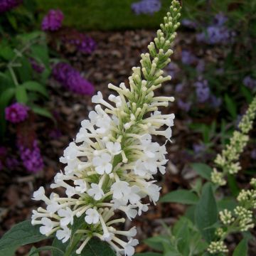 Buddleja davidii Argus White