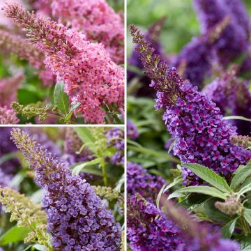 Buddleja davidii Butterfly Candy Trio