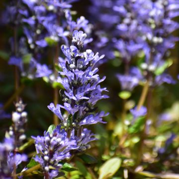 Ajuga Chocolate Chip - Búgula