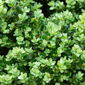 Boj japónico - Buxus microphylla Faulkner