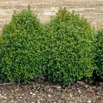 Boj enano - Buxus sempervirens Elegans