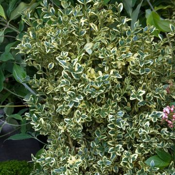 Boj enano - Buxus sempervirens Elegans