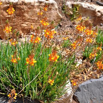 Bulbine frutescens Avera Sunset Orange