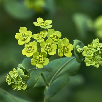 Bupleurum falcatum - Hierba gitana